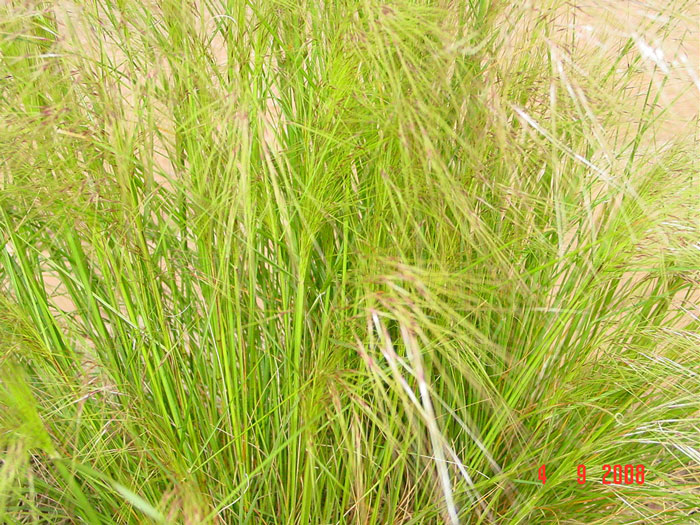 chillean_needle_grass_weed_03.jpg