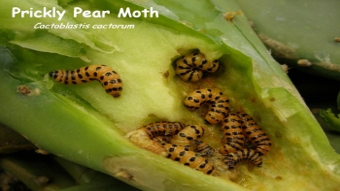 Prickly Pear Moth larvae